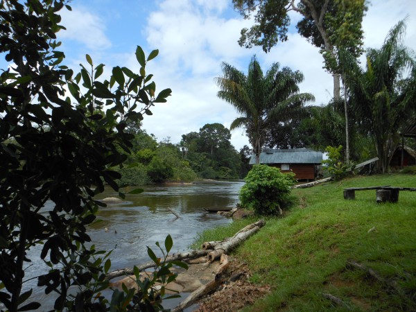 Suriname blog #7: Jungleland